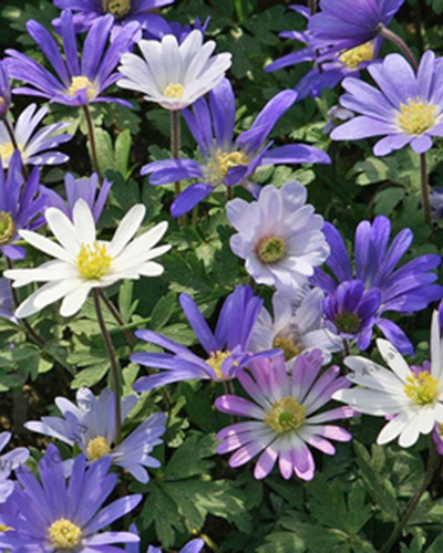 Anemone blanda mixed.jpg